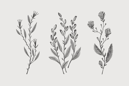 Set of hand-drawn forest decorative and herbs, vector illustration. Botanical retro image for a floral background. Design element for postcard, poster, cover, invitation.