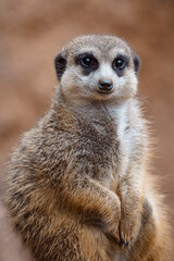 Portrait of a meerkat watching the surroundings.