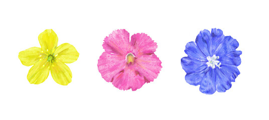 Close-up Tribulus terrestris, Episcia, and blue daze flower in digital pastel painting, digital illustration art design