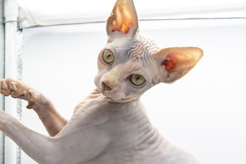 Curious Sphinx cat looking on the camera. Sphynx female kitten is five months old. Lovely cat with light naked skin