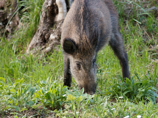 Wild boars feeding on green grain field in summer. Wild pig hiding in agricultural country copy space. Vertebrate grazing in summertime with blurred background.