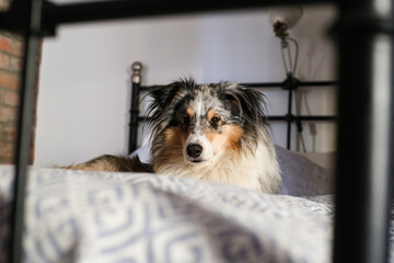 Blue merle shetland sheepdog sheltie dog laying on cozy apartment bed.