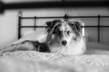 Blue merle shetland sheepdog sheltie dog laying on cozy apartment bed.