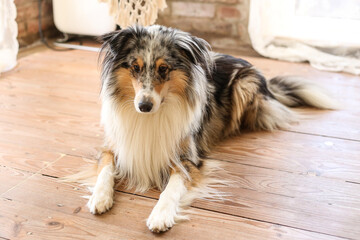 Blue merle shetland sheepdog sheltie laying on wood floor.