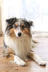 Blue merle shetland sheepdog sheltie laying on wood floor.