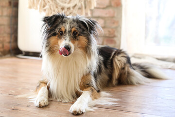 Blue merle shetland sheepdog sheltie laying on wood floor.