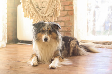 Blue merle shetland sheepdog sheltie laying on wood floor.