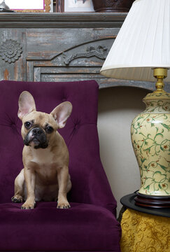 A bulldog dog on a cozy chair next to a designer lamp looks in surprise at the camera with its head tilted. French bulldog posing in a chic interior.