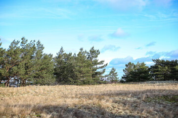 Obraz premium Natural landscape view with pine trees near seaside.