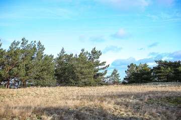 Natural landscape view with pine trees near seaside.