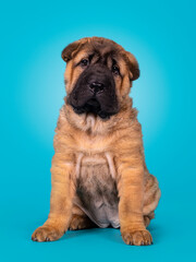 Obraz premium Adorable Shar-pei dog pup, sitting up facing front. Looking towards camera with cute droopy eyes. Isolated on a turquoise blue background.