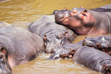 Many hippopotamus in Masai river at Masai Mara National park in Kenya, Africa. Wildlife animals.