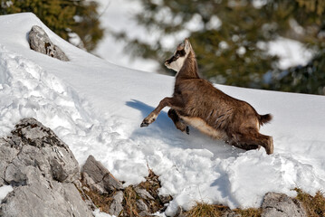 Chamois (Rupicapra rupicapra) chevreau effectuant un saut. Alpes. France