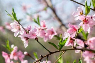 Fototapeta na wymiar Pink Flowers Blooming Peach Tree at Spring. Blur of pink, sakura flower on nature background. spring tree flowering.