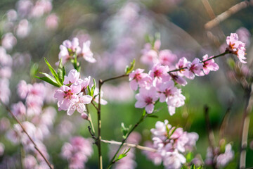 Pink peach flowers begin blooming in the garden. Close-up, spring theme of nature. Blurred background. Selective focus