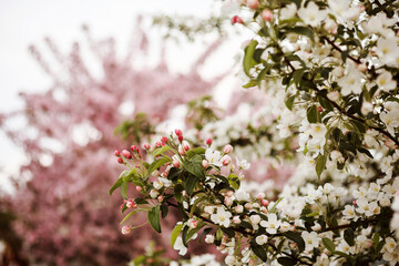 Spring background, apple trees in blossom, white and pink flowers.