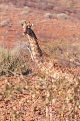 Closeup of Angolan Giraffe - Giraffa giraffa angolensis- head sticking out from the bushes of the Namibian desert.