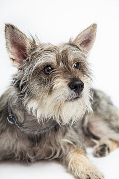 Close-up Portait Of A Dog