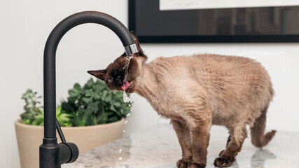 Beautiful brown Devon Rex cat (Blu Point type) drinking tap water in the kitchen
