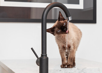 Devon Rex cat (Blu Point type) drinking water from a water tap in the kitchen.