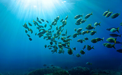 Fototapeta na wymiar Underwater art - Schools of fish in rays of sunlight. From a scuba dive in the deep sea.