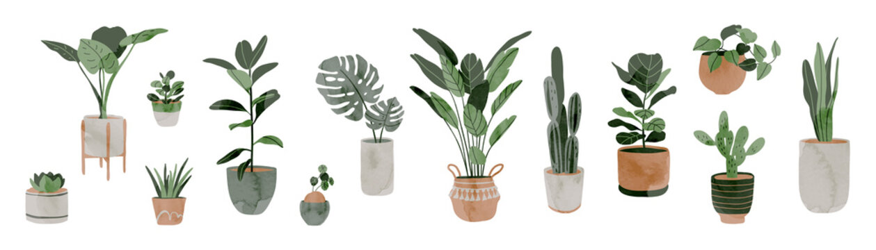 Potted plants collection on white background. Set of interior house plants with baskets, flower pot, monstera, leaves and foliage. Different home indoor green decor illustration for decoration, art.