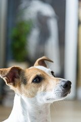 Posłuszny pies czekający na zabawę