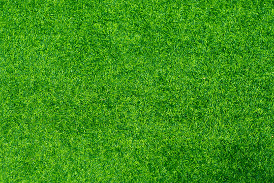 grass field background, green nature