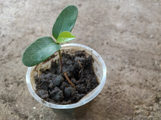 Sapodilla ( sapota ) Plant nursery seedlings are planted in a small plastic glass.