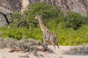 Impression of an Angolan Giraffe - Giraffa giraffa angolensis - wandering through the desert in north western, Namibia.