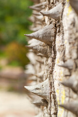 Ceiba insignis, macro detail of the spikes of the spiny tropical forest tree in southern Ecuador, selective focus on the spike.