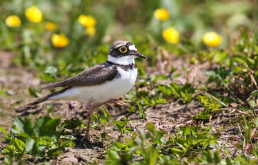 Little ringed plover on the breedeng place in the floodplain of the Pripyat River