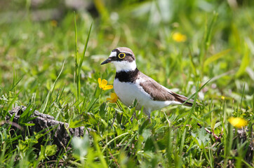 Little ringed plover on the breedeng place in the floodplain of the Pripyat River