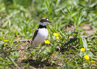 Little ringed plover on the breedeng place in the floodplain of the Pripyat River