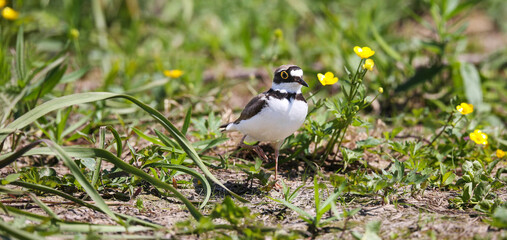 Little ringed plover on the breedeng place in the floodplain of the Pripyat River