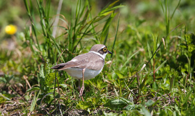 Little ringed plover on the breedeng place in the floodplain of the Pripyat River