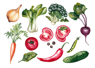 Watercolor illustration. A set of vegetables for proper nutrition. Carrots, beets, tomatoes, cucumbers, lettuce, peppers, peas, onions.
