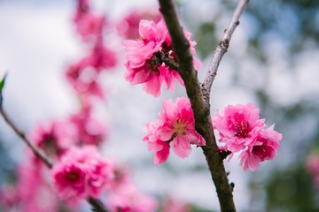 pink cherry blossom