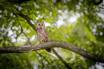 北海道の6月、トラフズクの初夏。
