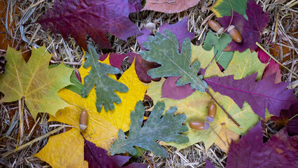 image of beautiful autumn leaves close-up