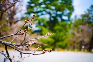 希望の芽生え