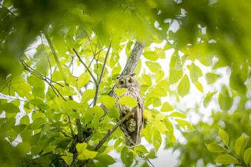北海道の6月、トラフズクの初夏。
