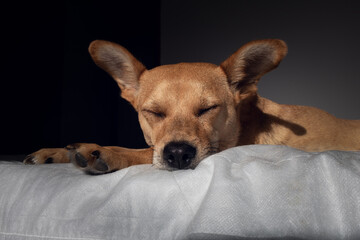 Close-up of sweet mixed-breed dog with ears up sleeping deeply on a white comfortable blanket in a dark room with natural sunlight. Empty space for text at the bottom