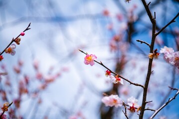 blossom in spring