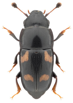 Glischrochilus quadrisignatus beetle specimen