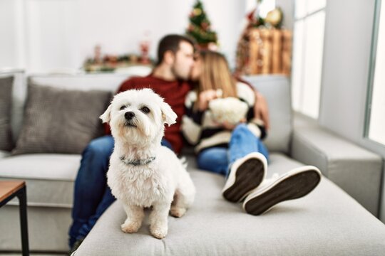 Young hispanic couple kissing and watching movie sitting on the sofa with dog at home.