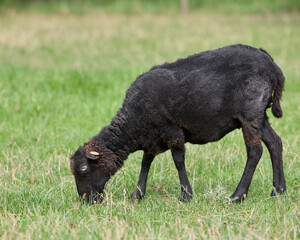 Black female ouessant sheep freshly fleeced