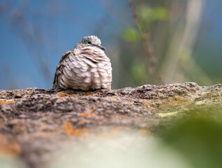 Closeup shot of a Inca dove or Mexican dove (Columbina inca) resting over a rock