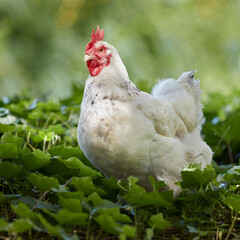 Close up of white Sussex chicken