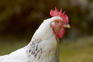 Close up of white Sussex chicken